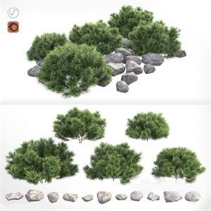 Pine